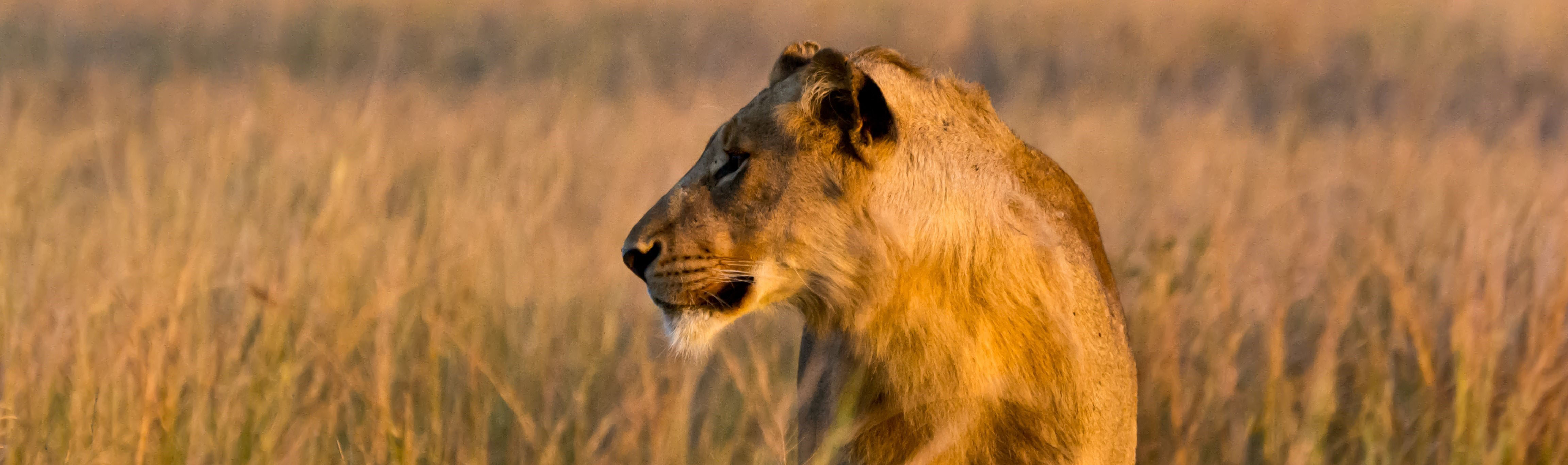 Lion at dawn on the savanna